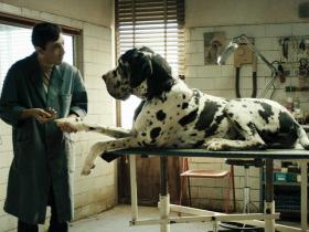 Dogman image - a film by Matteo Garrone