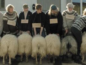 Rams - image - a film by Grímur Hákonarson